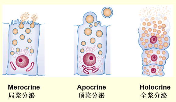 分泌方式