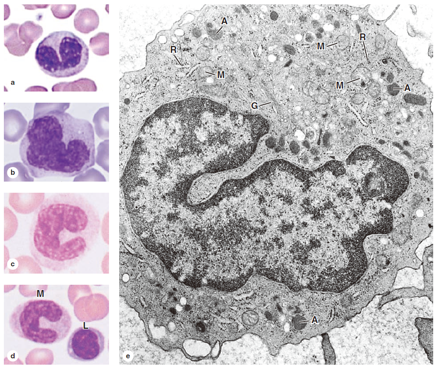 （图4-8 单核细胞照片 单核细胞的大小从12-20um。a, x1500, giemsa; b-d, x1500, wright. e, 超微结构。g-golgi复合体，m-线粒体，a-嗜天晴颗粒，r-游离核糖体。x22，000.